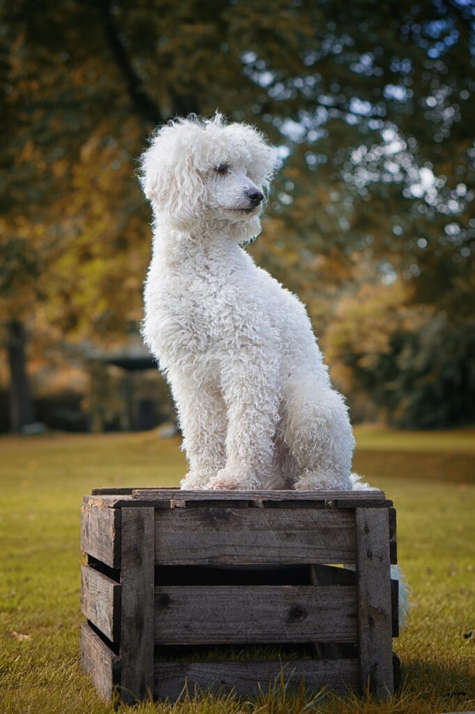 dog, poodle, white-2867017.jpg