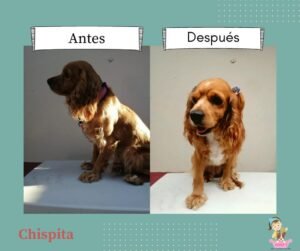 Chispita
